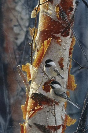 Framed Black-Capped Chickadees - Sunlit Birch II Print