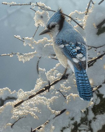 Framed Blue Jay - On the Fence Print