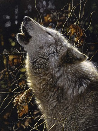 Framed Howling Wolf - Songs of Autumn Print