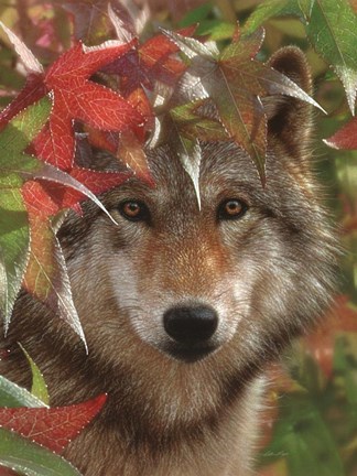 Framed Wolf - Autumn Encounter Print