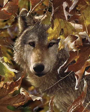 Framed Wolf - Autumn Shadows Print