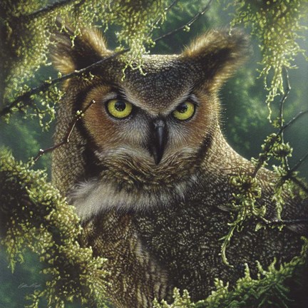Framed Great Horned Owl - Watching and Waiting Print
