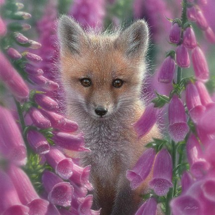 Framed Red Fox - Foxgloves - Square Print