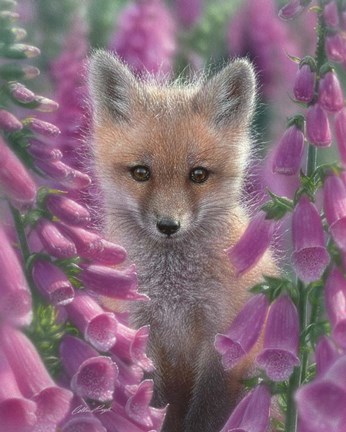 Framed Red Fox - Foxgloves Print