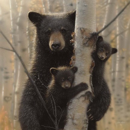 Framed Black Bear Mother and Cubs - Mama Bear Print