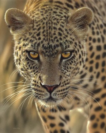 Framed Leopard - On the Prowl Print