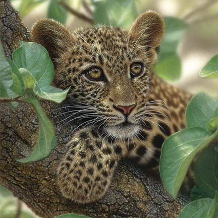 Framed Leopard Cub - Tree Hugger Print