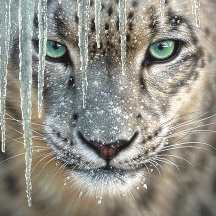Framed Snow Leopard - Blue Ice Print