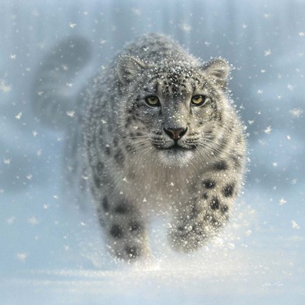 Framed Snow Leopard - Snow Ghost Print