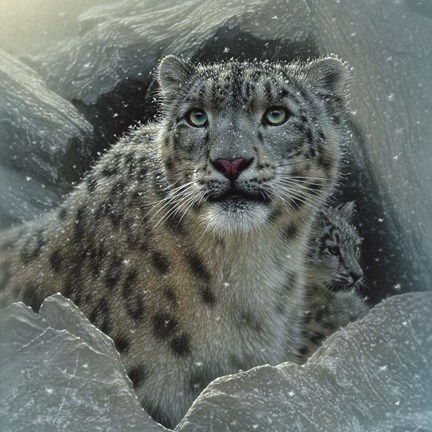 Framed Snow Leopard - The Fortress Print