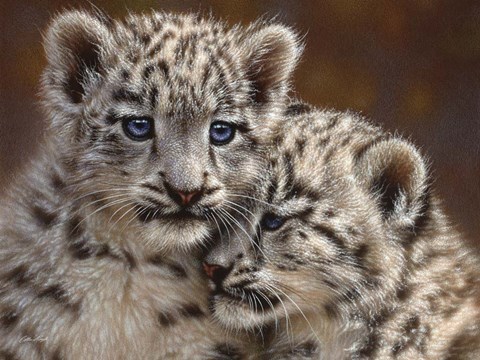 Framed Snow Leopard Cubs - Playmates - Horizontal Print