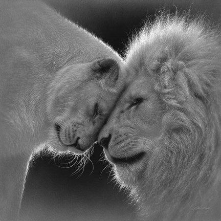 Framed White Lion Love - B&amp;W Print
