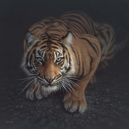 Framed Crouching Tiger Print