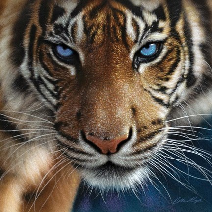Framed Tiger - Blue Eyes Print