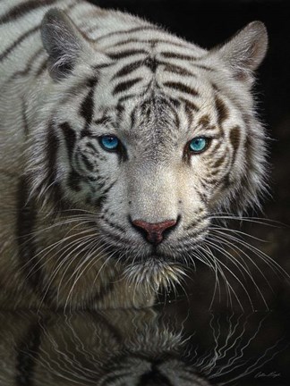 Framed White Tiger - Into the Light Print