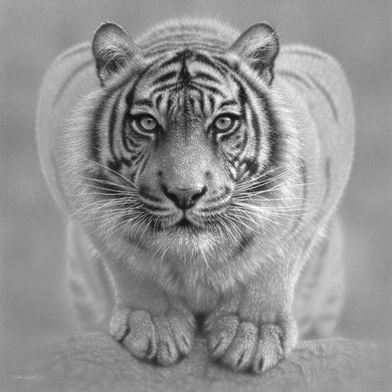 Framed White Tiger - Wild Intentions - B&amp;W Print