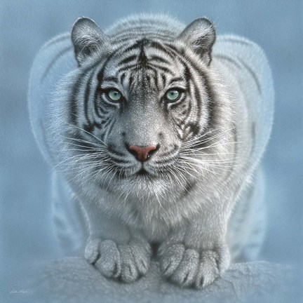 Framed White Tiger - Wild Intentions Square Print