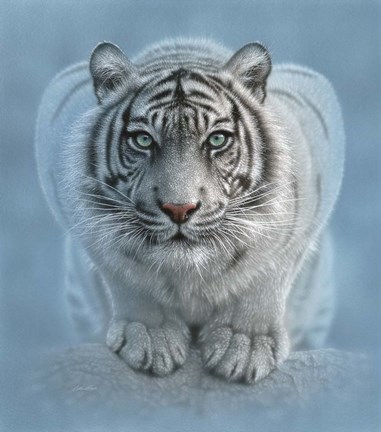 Framed White Tiger - Wild Intentions Print