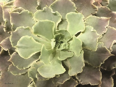 Framed Glowing Succulent II Print