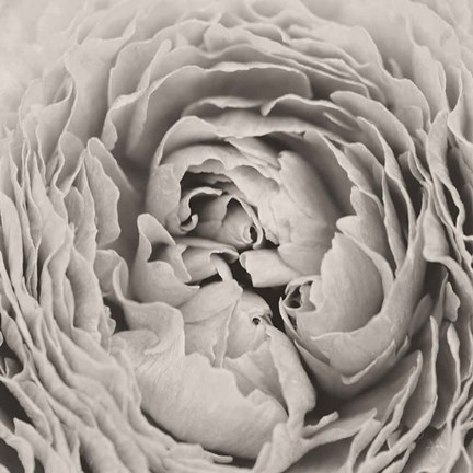 Framed BW Peony Print