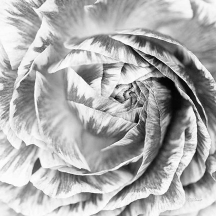 Framed Ranunculus Abstract IV BW Light Print