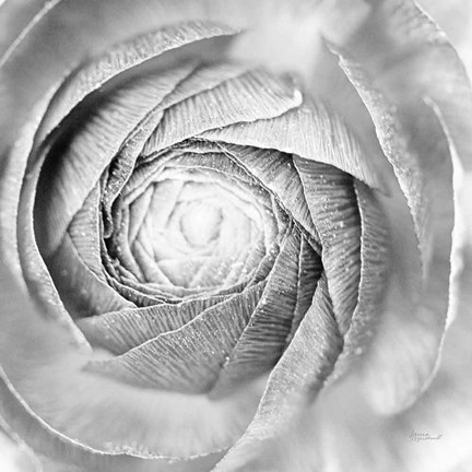 Framed Ranunculus Abstract I BW Light Print