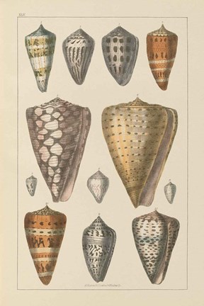 Framed Shell Assorment II Print