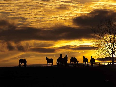 Framed Horses at Sunset Print