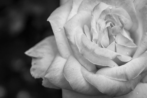 Framed Monochrome Flower 26 Print