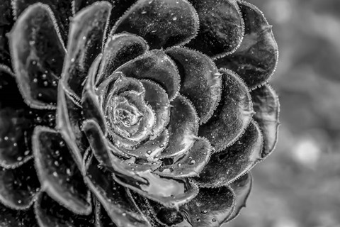 Framed Monochrome Flower 27 Print