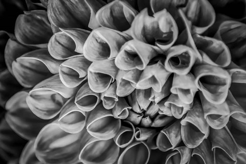 Framed Monochrome Flower 33 Print