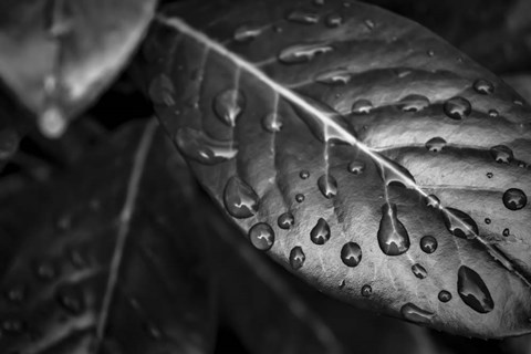 Framed Monochrome Flower 38 Print