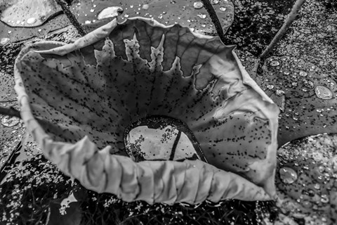 Framed Monochrome Flower 63 Print