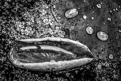 Framed Monochrome Flower 73 Print