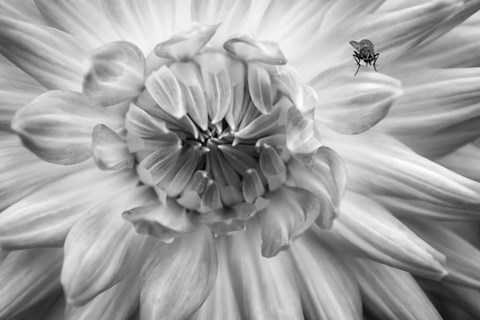 Framed Monochrome Flower 78 Print