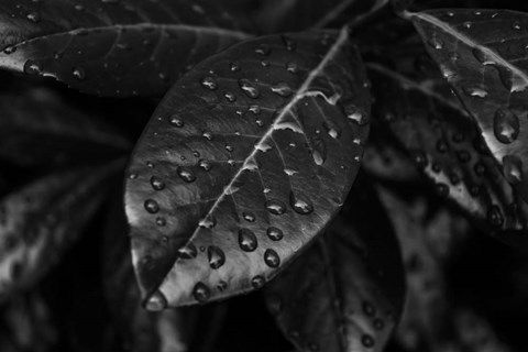 Framed Monochrome Flower 79 Print