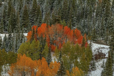 Framed Circle Of Color Print