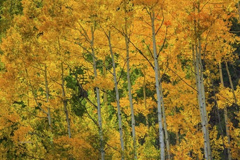 Framed Backlit Embrace Print