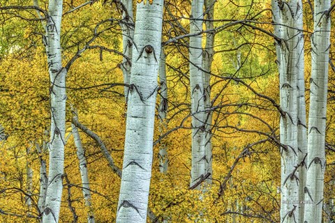 Framed Chaotic Beauty Print