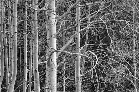 Framed Don't Tangle With Me Print