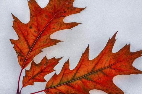 Framed Fragile Transformation Print