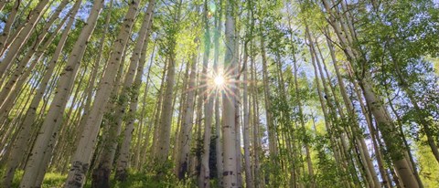 Framed Starshine Print