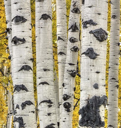 Framed Strength In Numbers Print