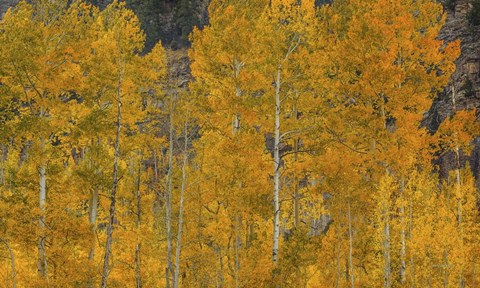 Framed Flames Of Autumn Print