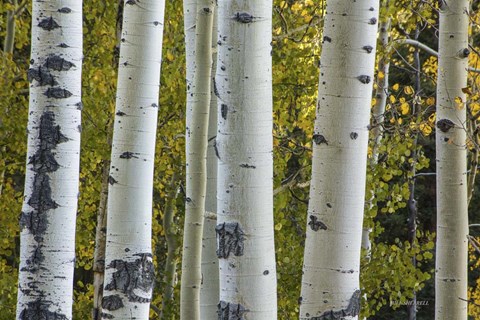 Framed Aspen Trunks Print