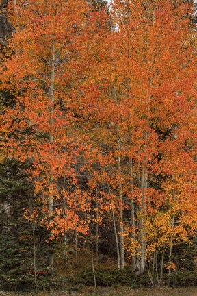 Framed Red-Orange Expierence Print