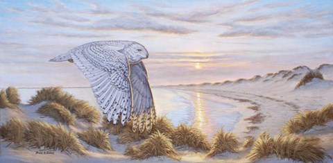 Framed Northern Visitor Print