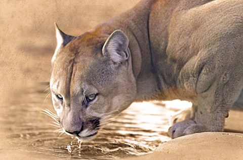Framed Cougar Drinking Water Print