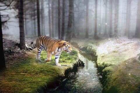 Framed Forest King 2 Print