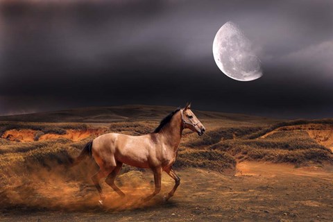 Framed Nature S20 Print